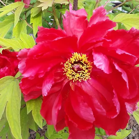 Il Quadrifoglio アパート