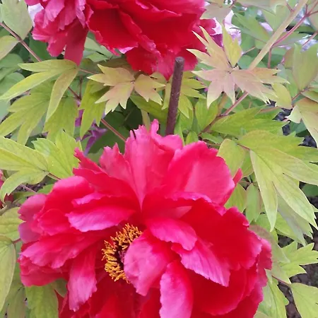 Il Quadrifoglio Διαμέρισμα Pavarolo