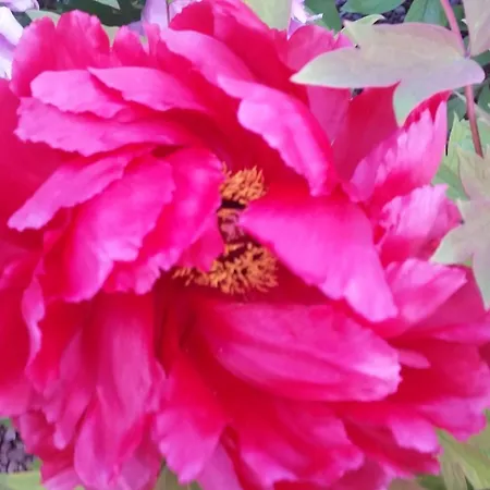 Διαμέρισμα Il Quadrifoglio Pavarolo