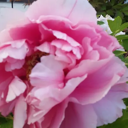 Il Quadrifoglio Pavarolo