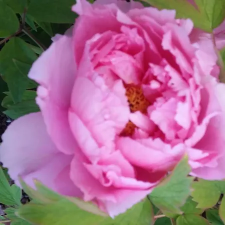 Διαμέρισμα Il Quadrifoglio