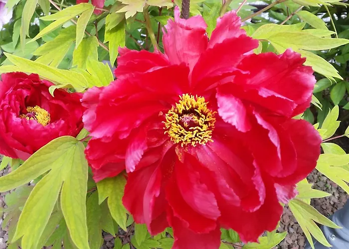 Il Quadrifoglio Apartmán