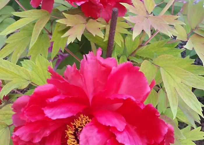 Il Quadrifoglio Apartmán Pavarolo