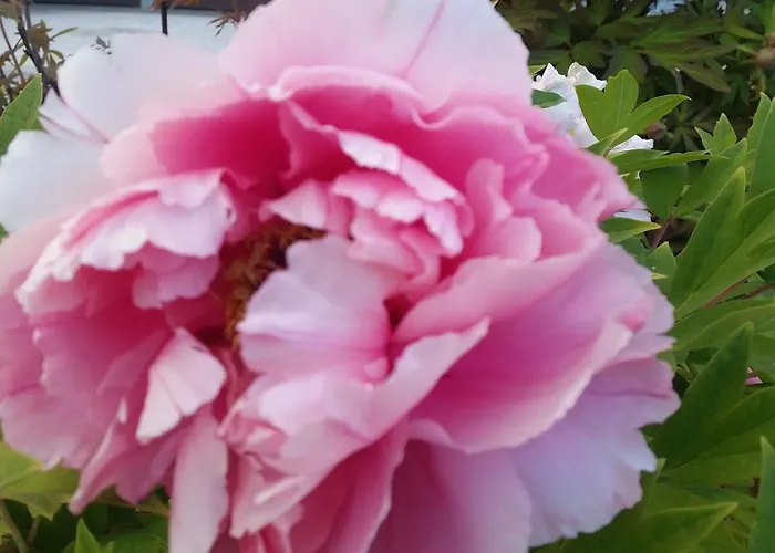 Il Quadrifoglio Pavarolo