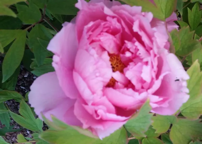 Apartmán Il Quadrifoglio